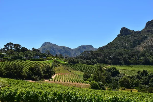 vineyard, orchard, constantia