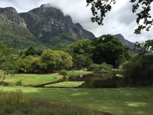 kirstenbosch, nature, botanical